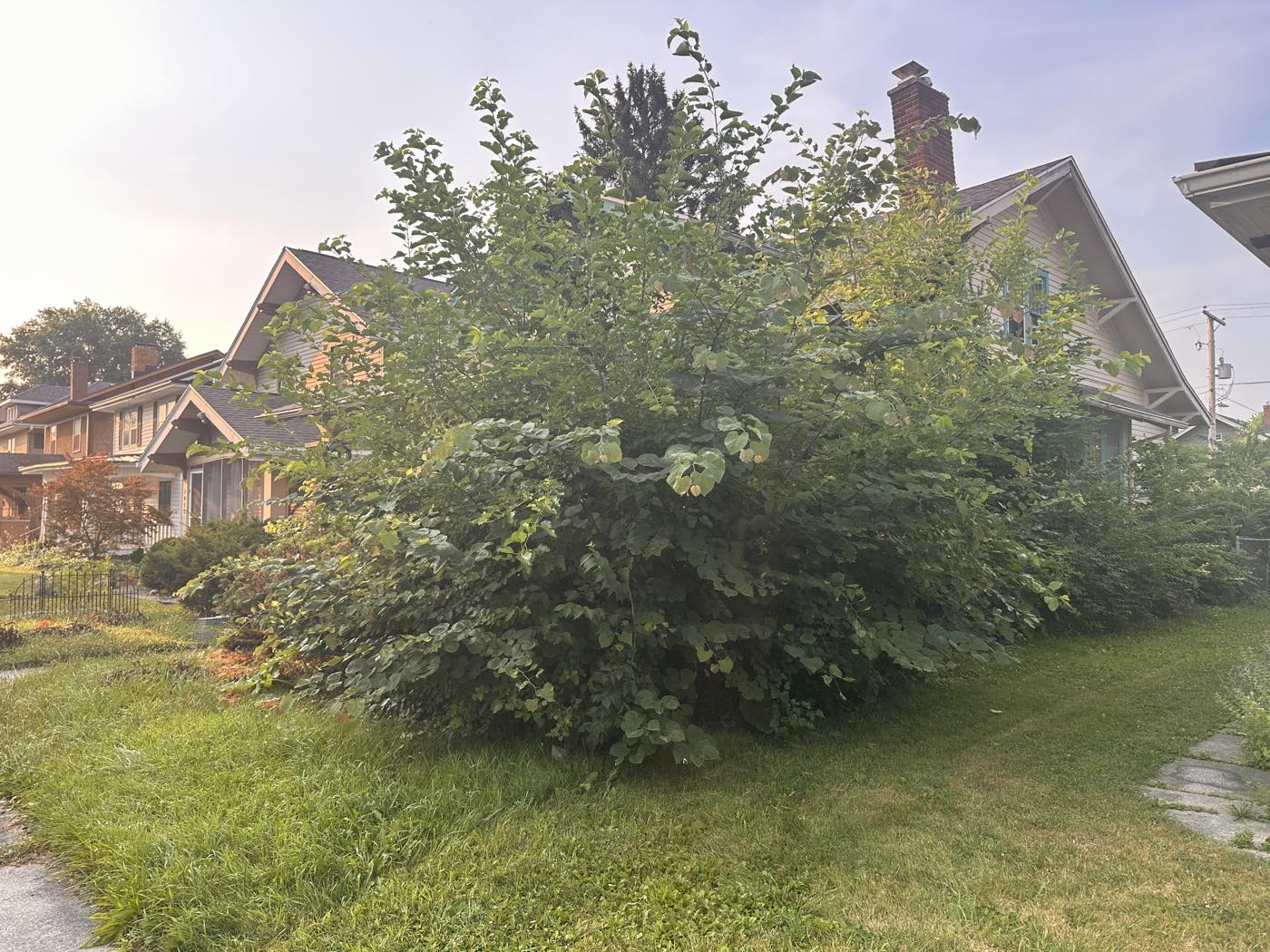 Massively overgrown shrub covering the entire front of a house